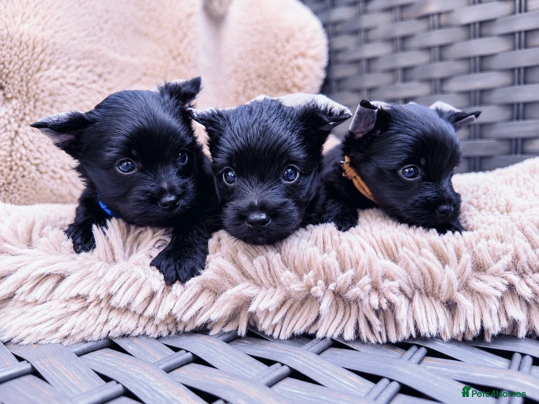 Yorkshire Terrier dogs for sale: Mini Black Yorkshire Terrier Boys  - Advert 2