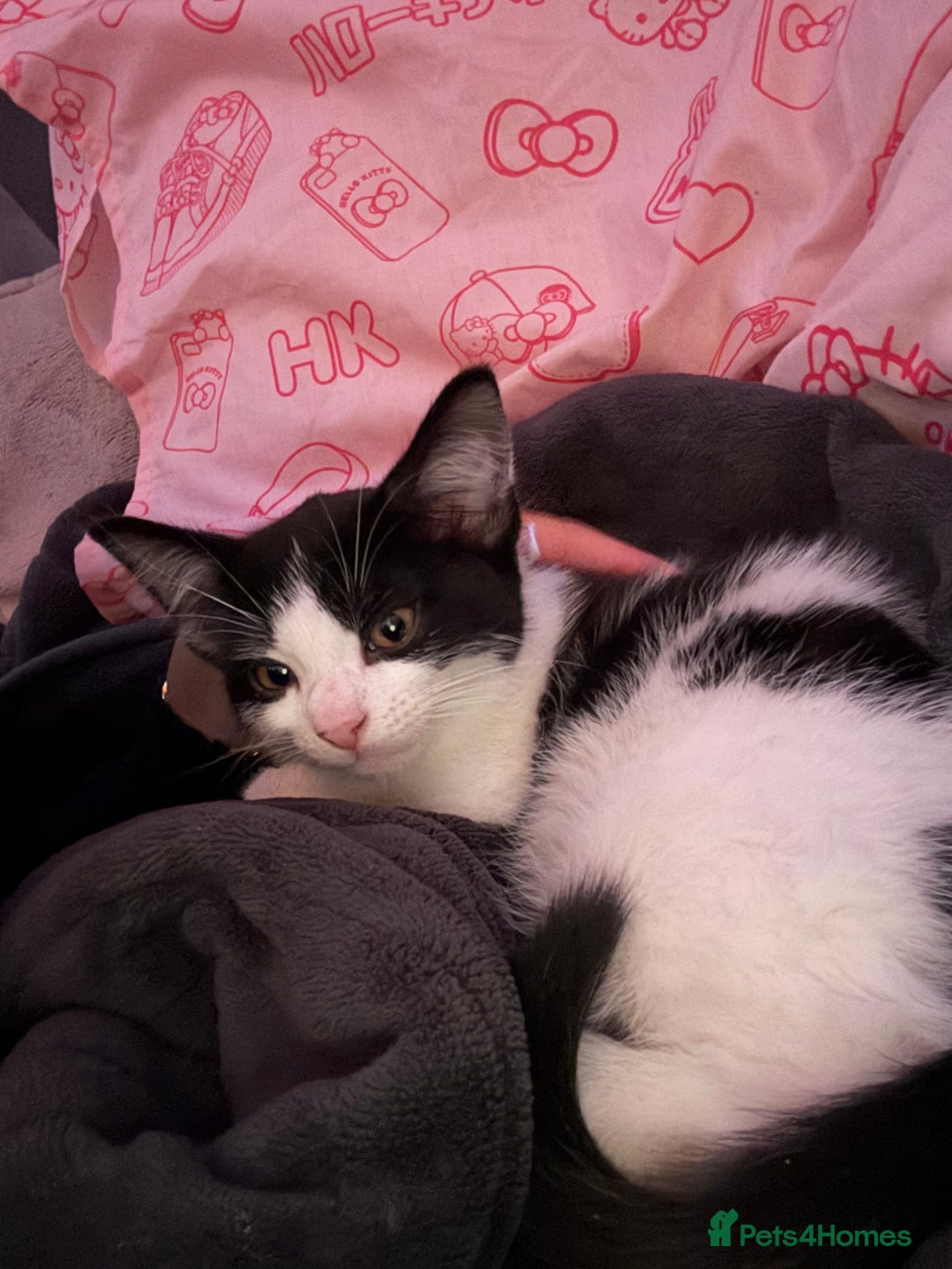 Mixed Breed cats for sale: tuxedo kitten - Advert 4