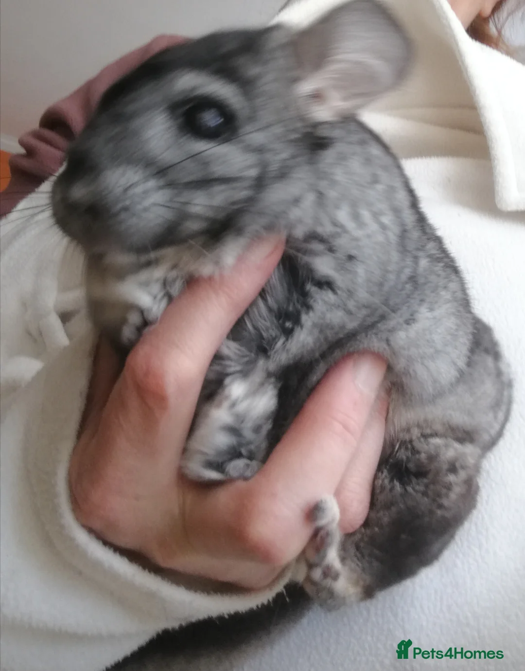 Chinchilla rodents for sale: SOLD !!! Chinchilla Young Male  - Advert 2
