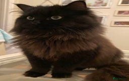 Persian cats for sale: Persian chinchilla and ragdoll X for sale - Image 5