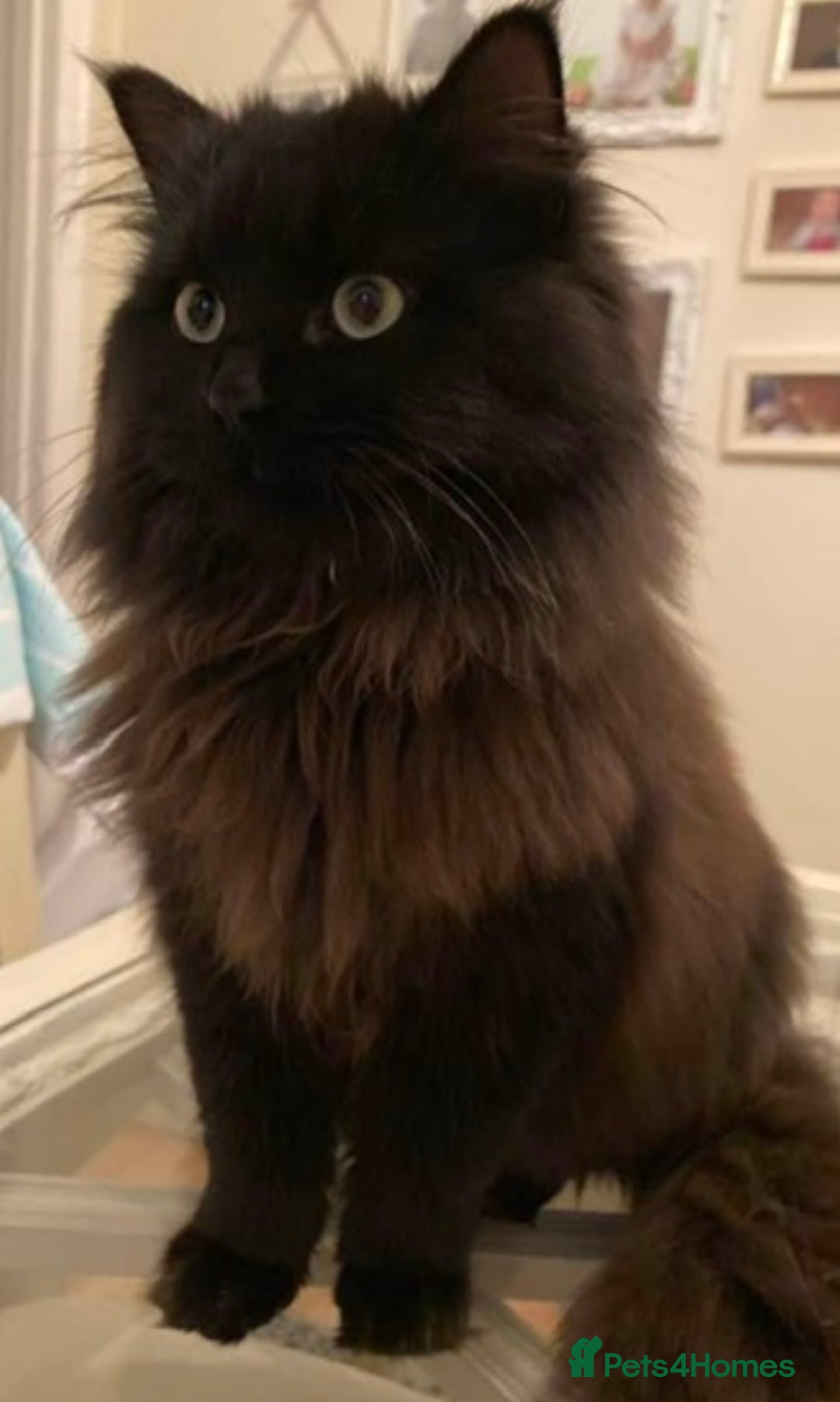Persian cats for sale: Persian chinchilla and ragdoll X for sale - Image 5