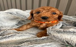 Cockapoo dogs for sale: Health Tested Fox Red Cockapoo  - Image 3