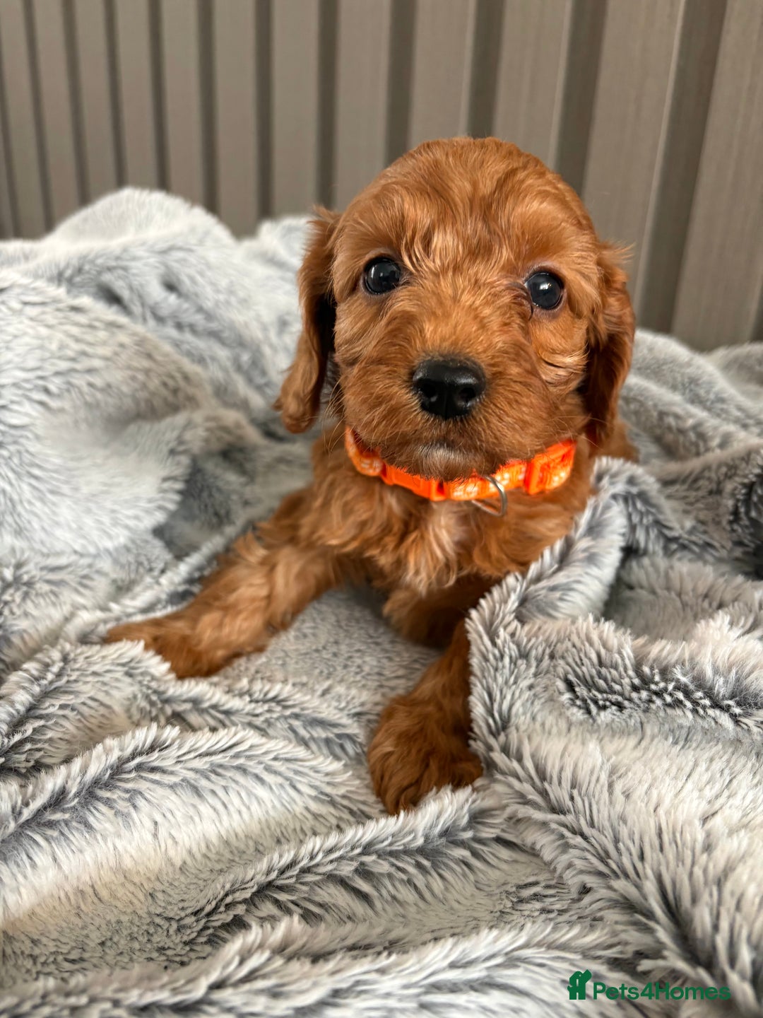 Cockapoo dogs for sale: Health Tested Fox Red Cockapoo  - Image 3