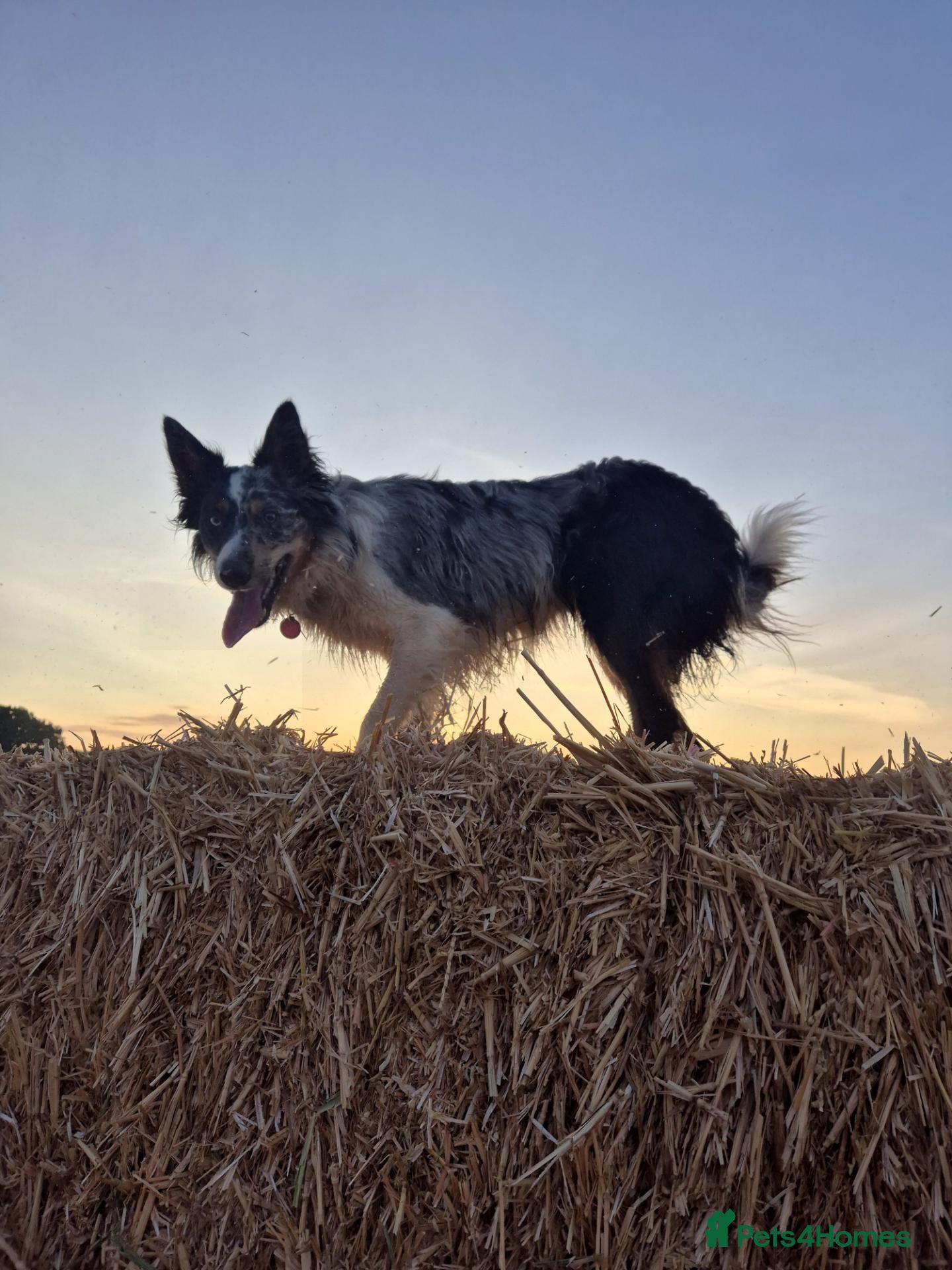 Border Collie dogs Tri Merle FULLY health tested KC & ISDS Registered - Advert 1
