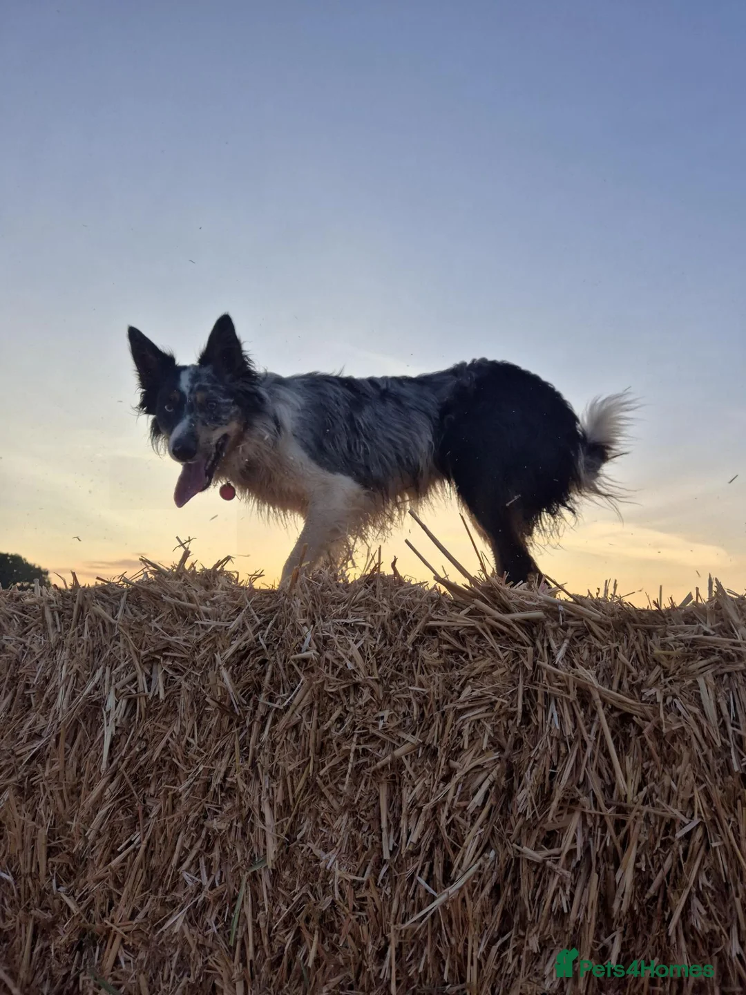 Border Collie dogs for stud: Tri Merle FULLY health tested KC & ISDS Registered - Advert 1