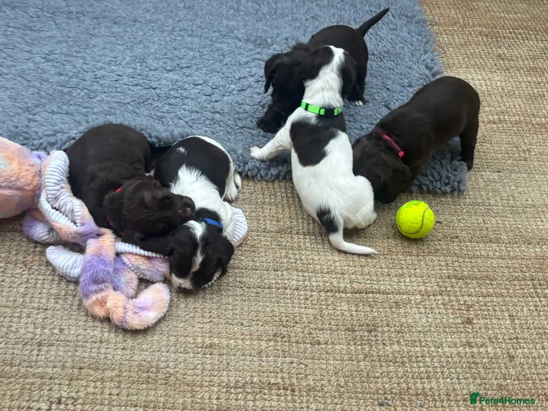 Sprocker dogs for sale: Chocolate and white Sprocker Puppies - Advert 6