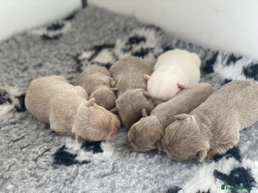 French Bulldog dogs for stud: ISABELLA NEWSHADE AND TAN CREAM CARRIER STUD in Boston - Advert 22