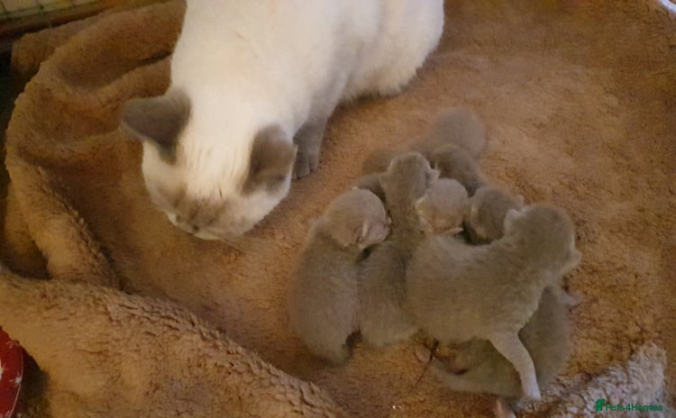 British Shorthair cats - Advert 12