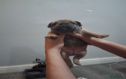 French Bulldog dogs for sale: French bulldogs - Image 24