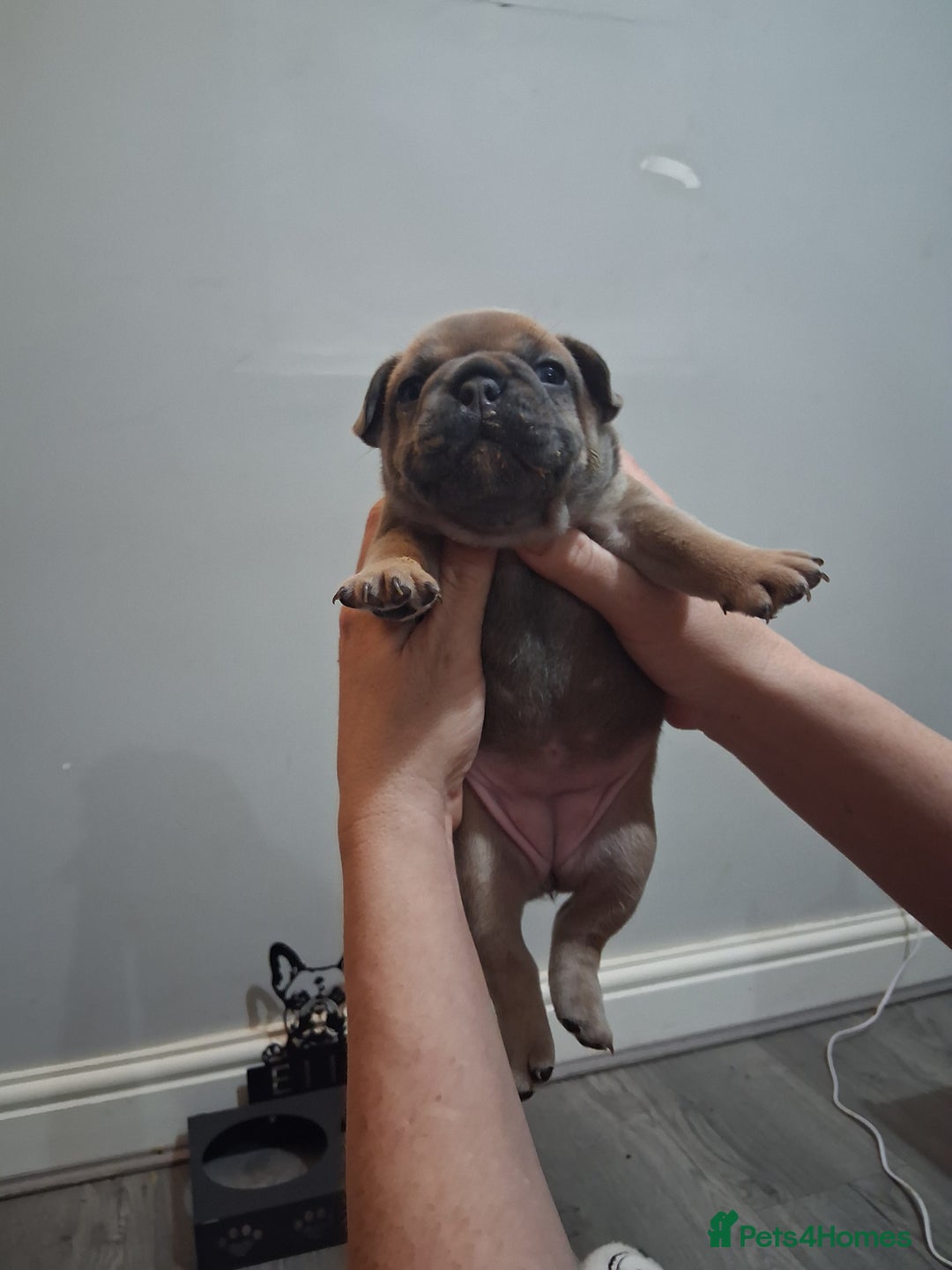 French Bulldog dogs for sale: French bulldogs - Image 24