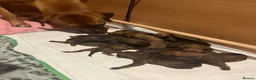 Rhodesian Ridgeback dogs for sale: Masterpiece Litter: South African & European Lines - Advert 7