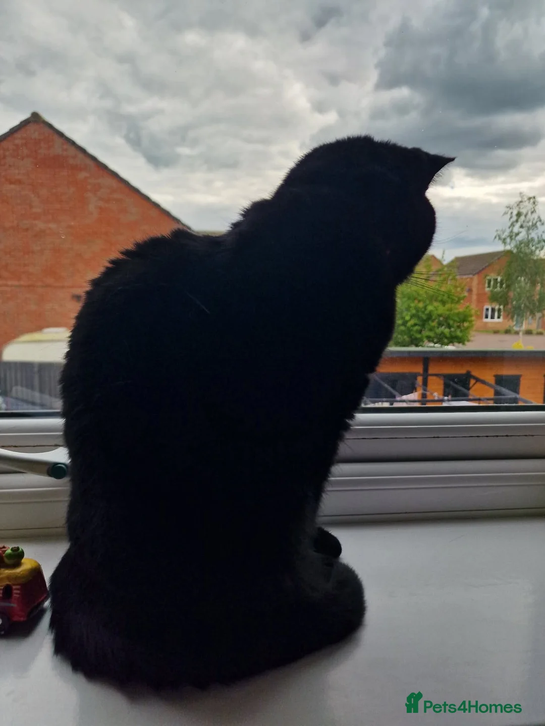 Mixed Breed cats for adoption: Luna needs a loving home  - Advert 5