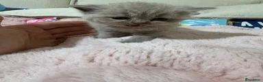 British Shorthair 4