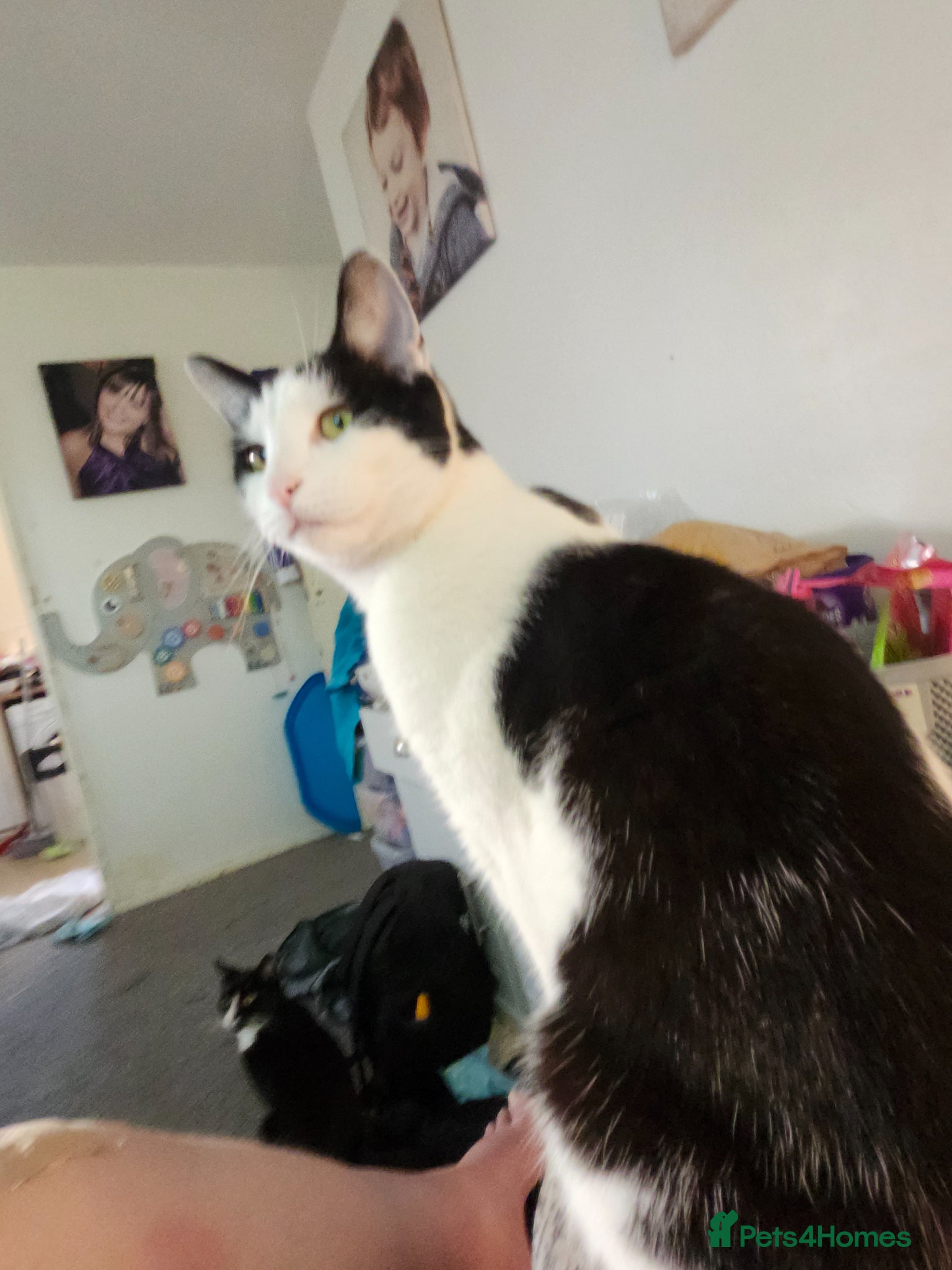 Mixed Breed cats for sale: Ruby and daisy  in Northwich - Advert 2