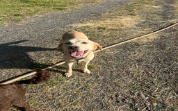 Labrador Retriever dogs for sale: Stunning champagne lab  - Image 3