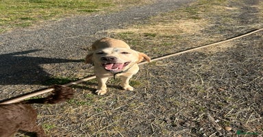 Labrador Retriever dogs - Advert 1