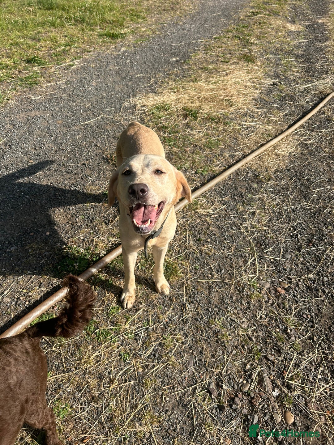 Labrador Retriever dogs for sale: Stunning champagne lab  - Image 3