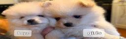 Pomeranian dogs for sale: Pomeranian 6 weeks   - Advert 8