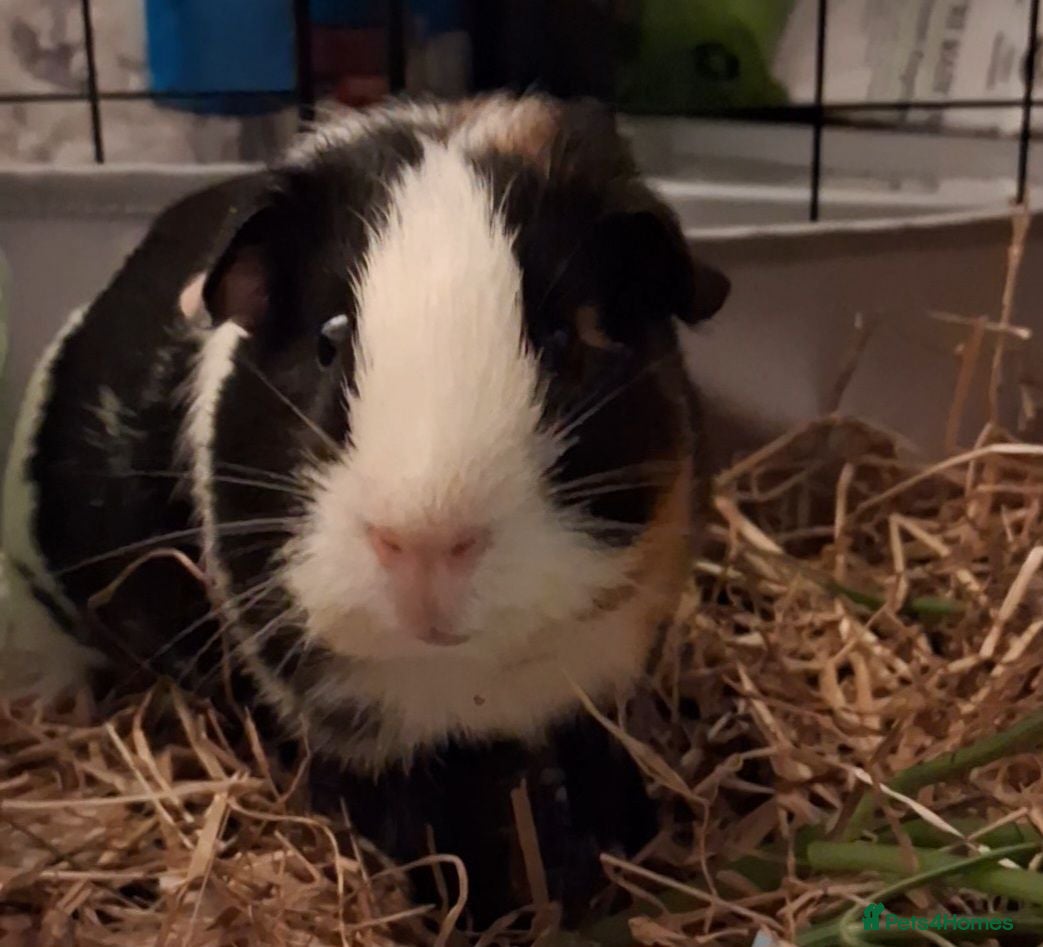 Guinea Pig rodents 🐹 Two adorable guinea pigs  - Advert 1