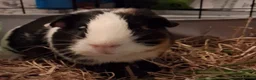 Guinea Pig rodents for sale: 🐹 Two adorable guinea pigs  in Slough - Advert 1