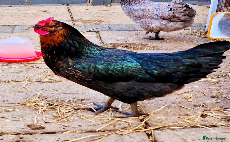 Chickens poultry - Advert 2
