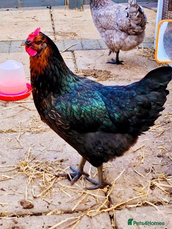 Chickens poultry - Advert 2