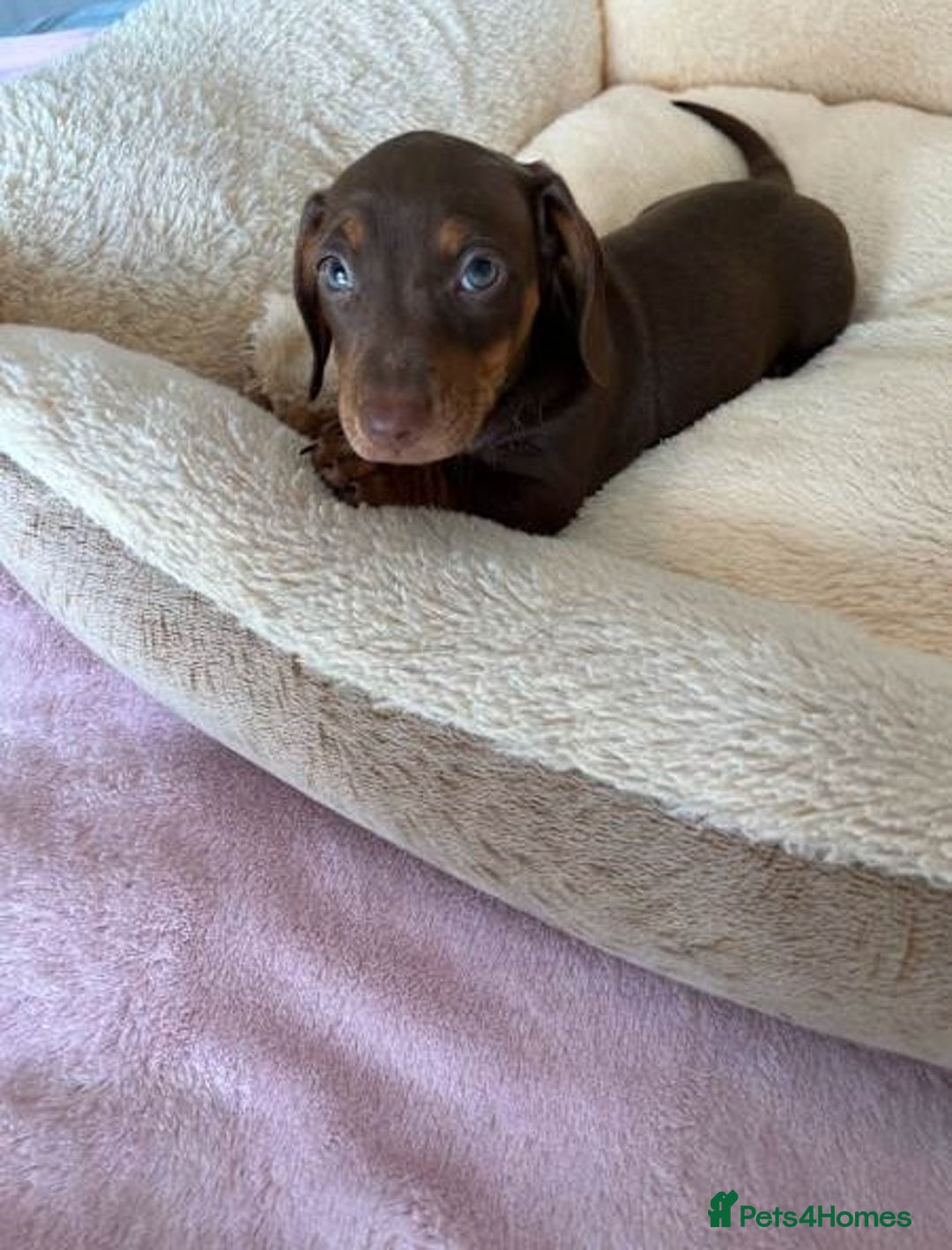 Miniature Dachshund dogs for sale: Gentle Smoothhair mini doxies for sale - Image 6