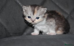 Scottish Fold cats for sale: Six wonderful Scottish Fold/straight kittens - Image 1