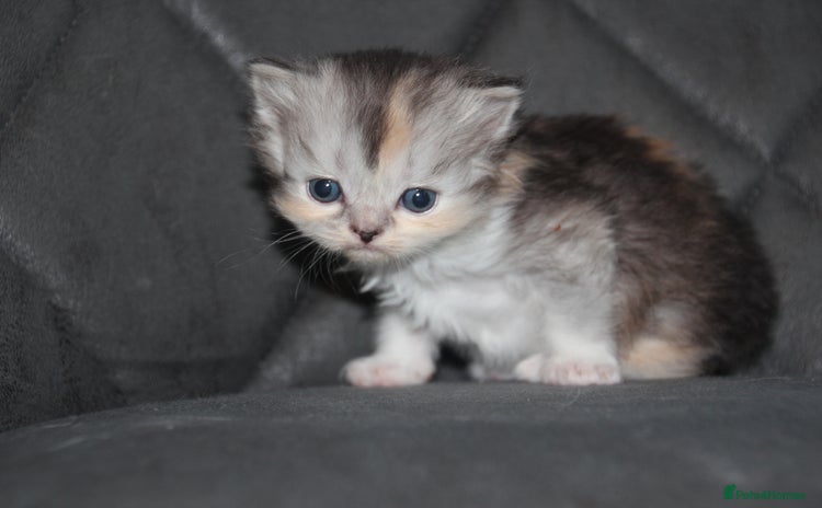 Scottish Fold cats - Advert 1