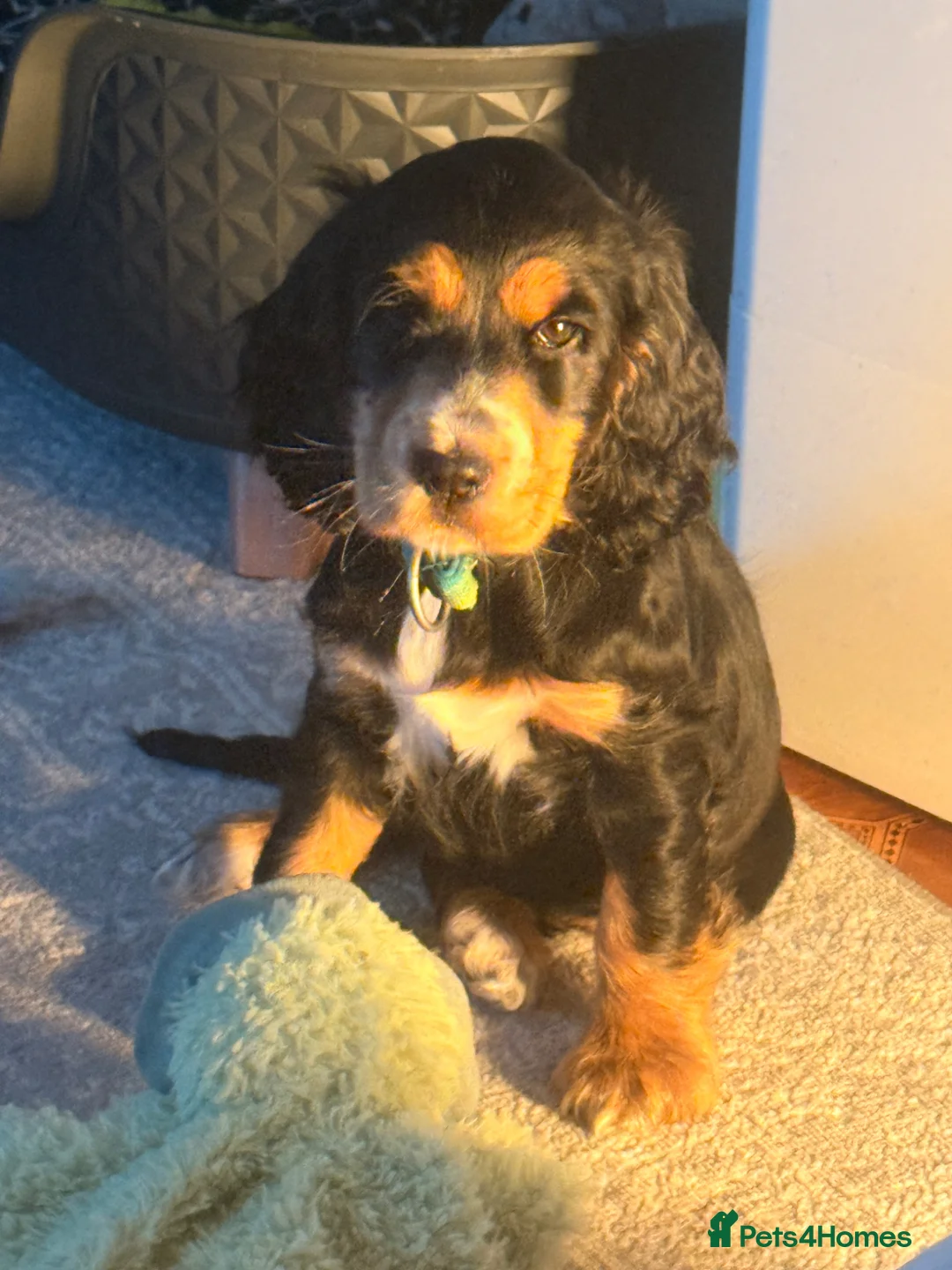 Cocker Spaniel dogs for sale: Poppy is for Sale  - Advert 2