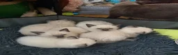 Siamese cats for sale: Siamese crosed with Ragdol - Advert 16
