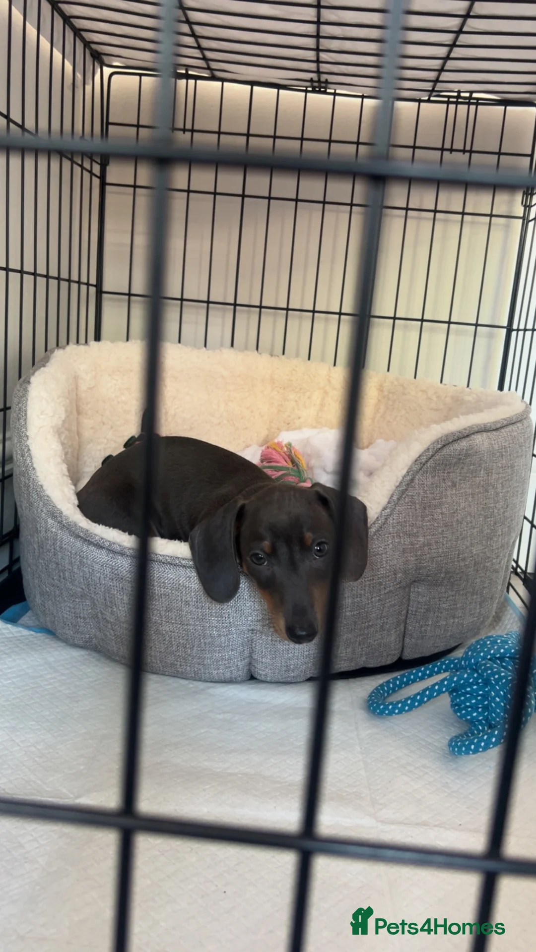 Dachshund dogs for sale: Stunning blue dachshund puppy  - Advert 7