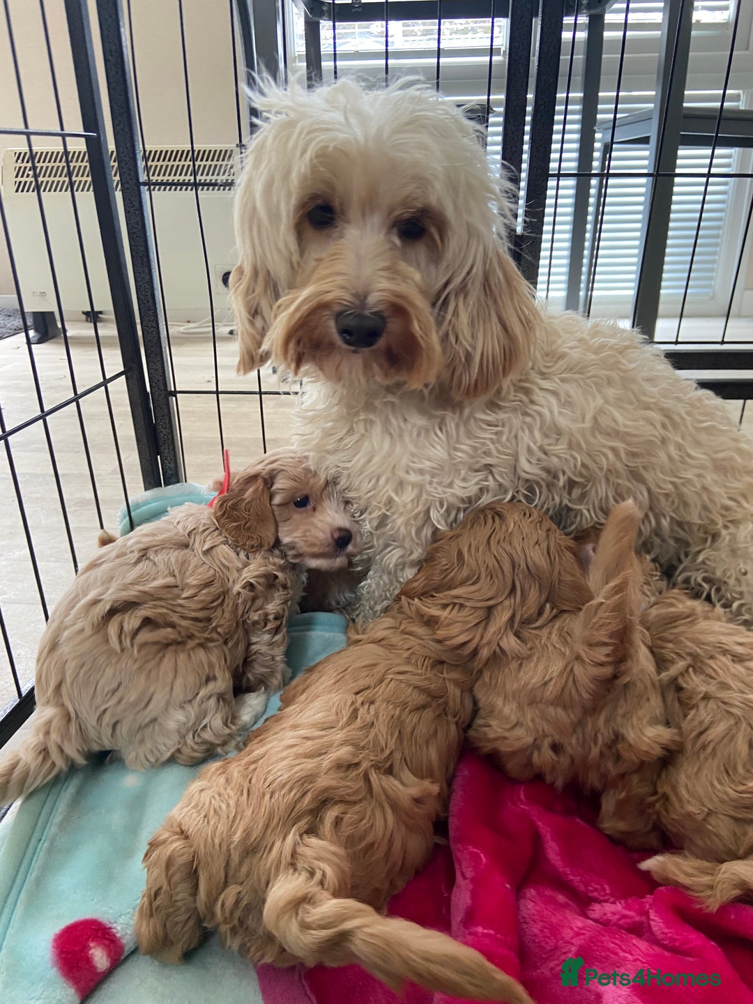 Maltipoo dogs for sale: Beautiful, health tested maltipoos  - Image 13