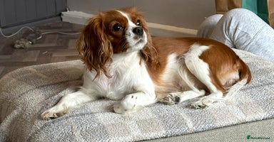 Cavalier King Charles Spaniel dogs - Advert 3