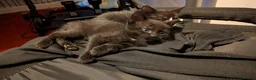 Mixed Breed cats for sale: Well rounded sisters ❤️ - Advert 18