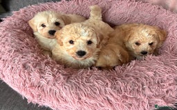 Poochon dogs for sale: *Stunning Poochon puppies* - Image 1
