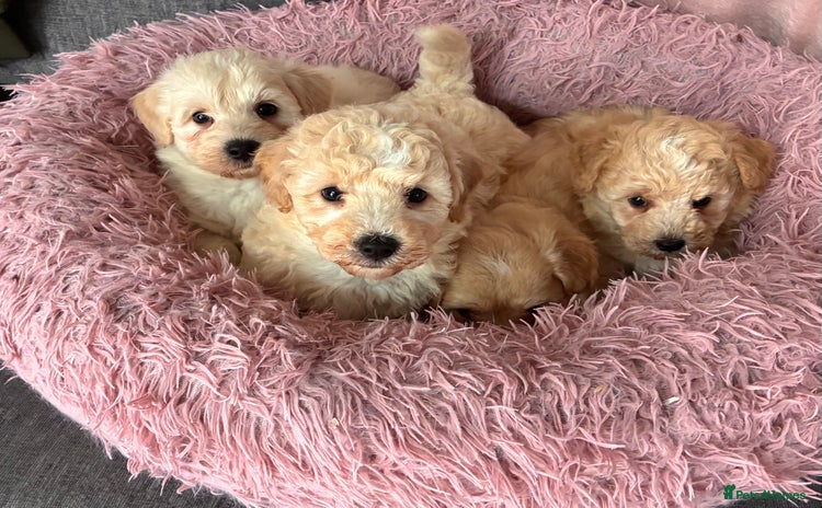 Poochon dogs - Advert 4