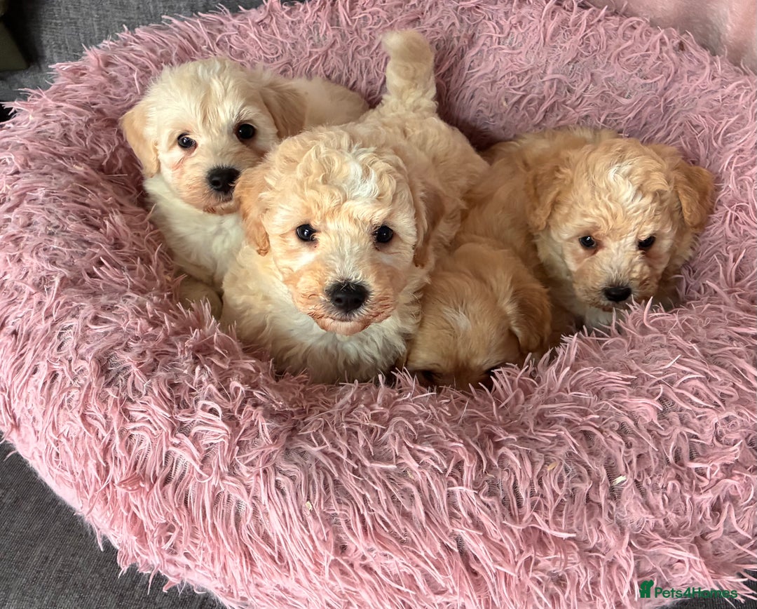 Poochon dogs for sale: *Stunning Poochon puppies* - Image 1