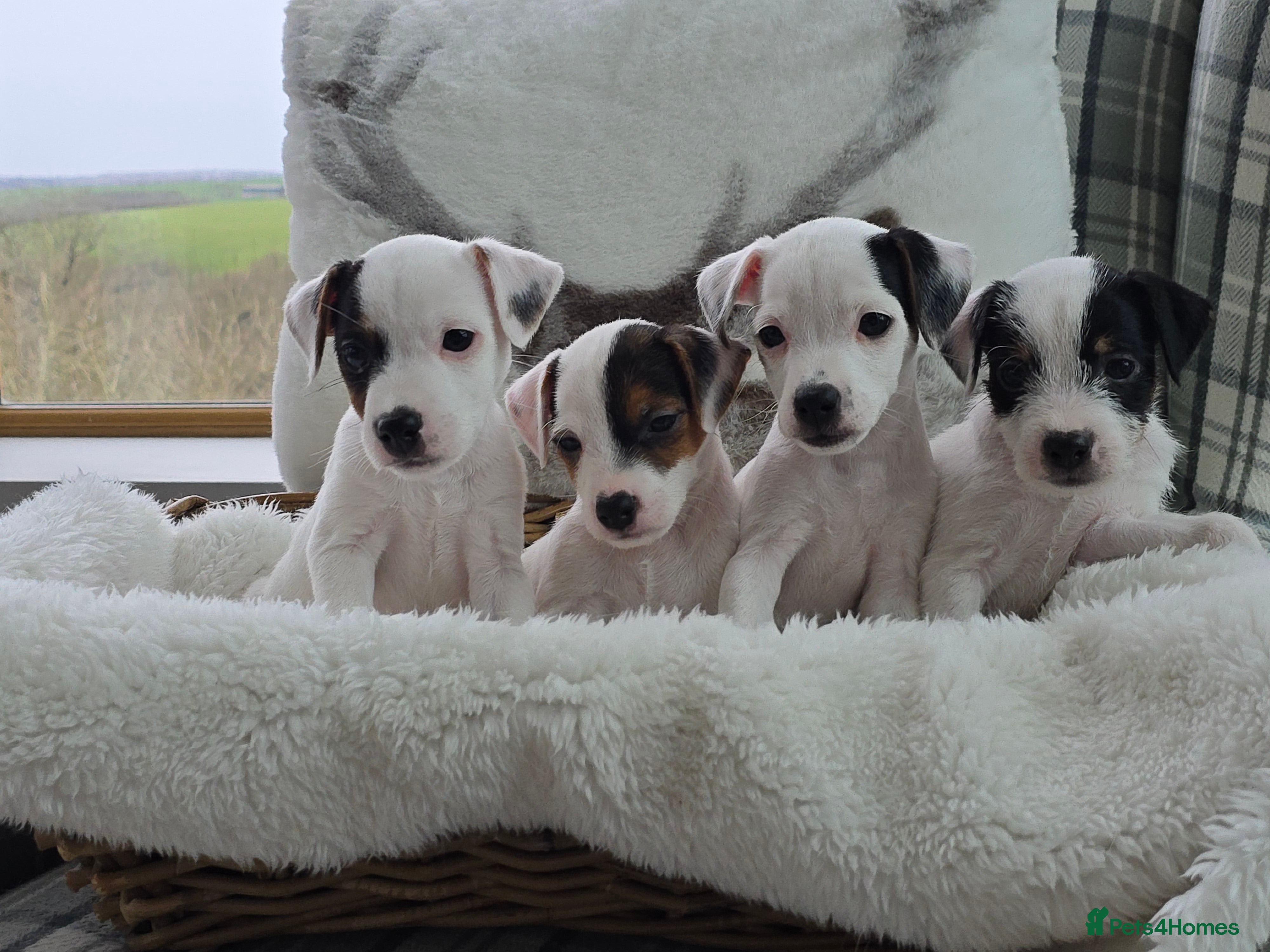 Parson Russell dogs Parson Russell Puppies - Advert 1