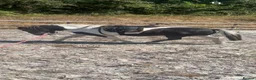 Dartmoor horses for sale: Beautiful piebald gelding  - Advert 3