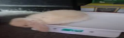 Mini Lop rabbits for sale: Baby purebred mini lops  - Advert 6