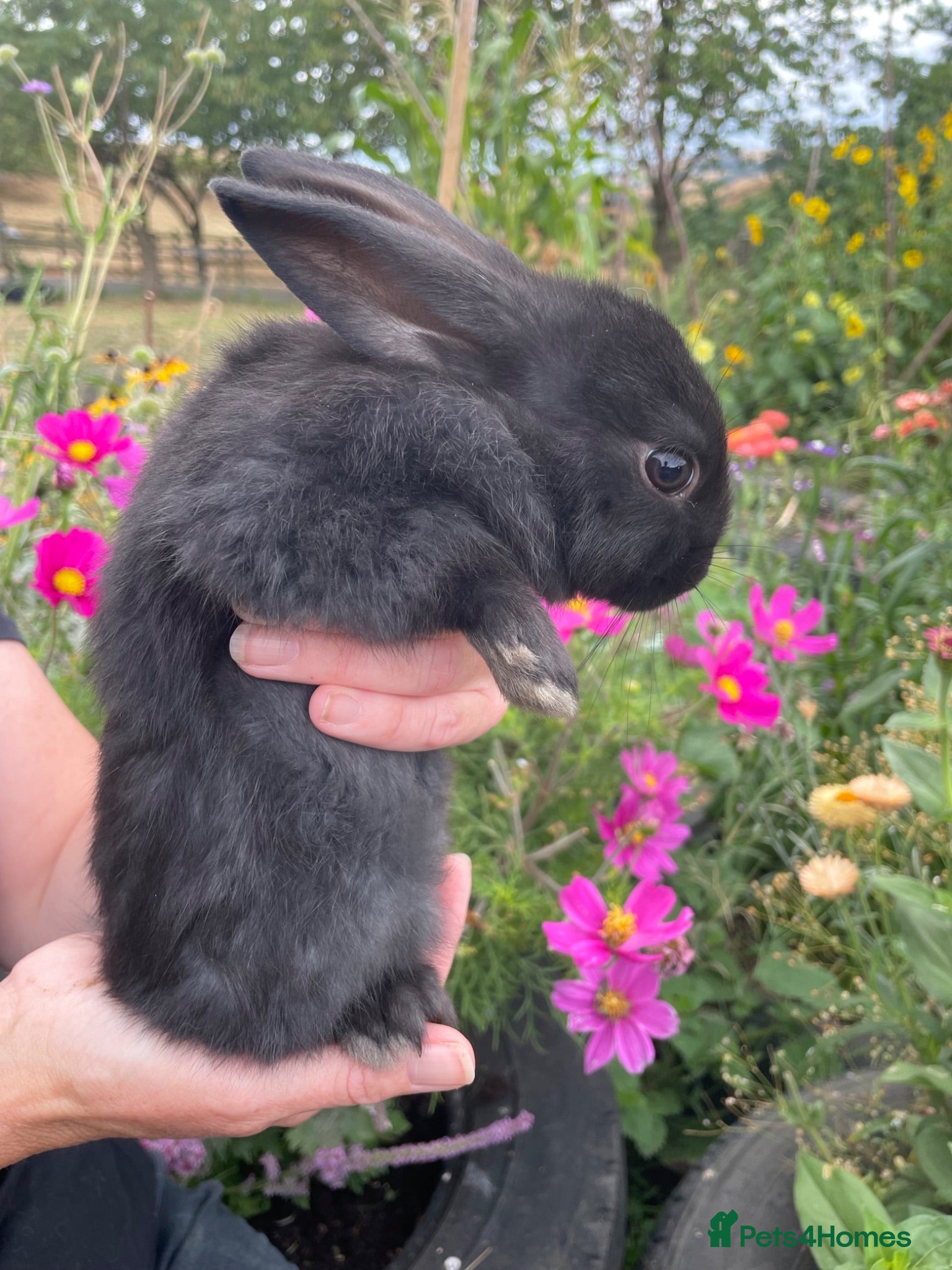 Dutch rabbits Male baby bunnies  - Advert 1