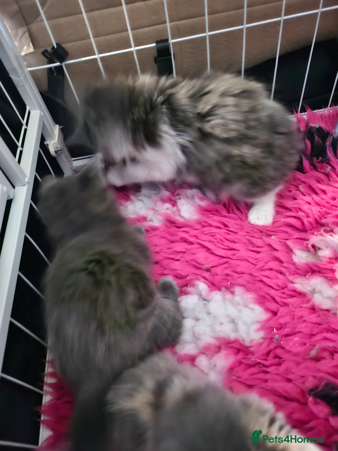 Mixed Breed cats for sale: 9 week old kittens looking forever homes - Advert 9