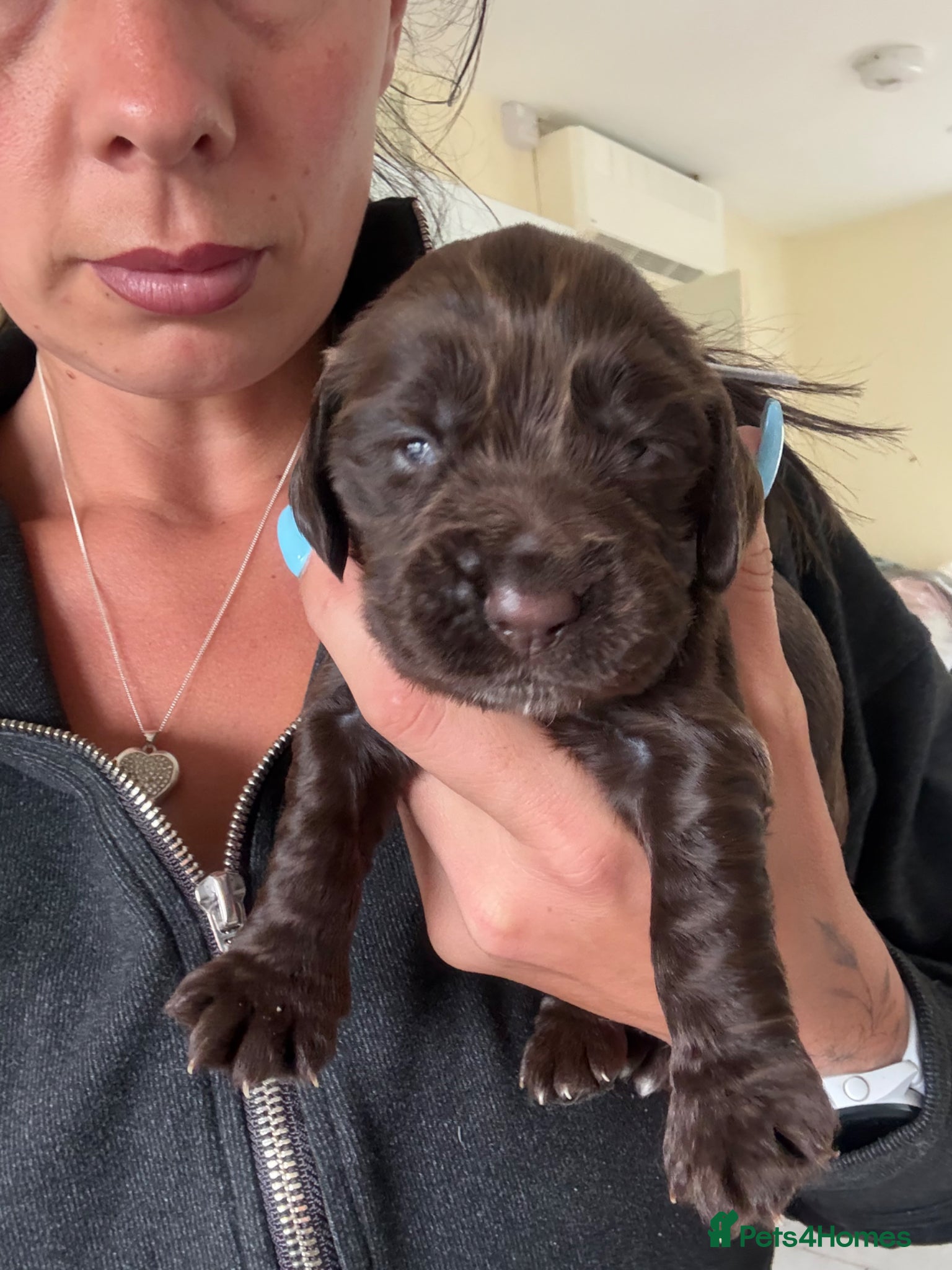 Cocker Spaniel dogs for sale: Absolutely gorgeous cocker pups  - Advert 3