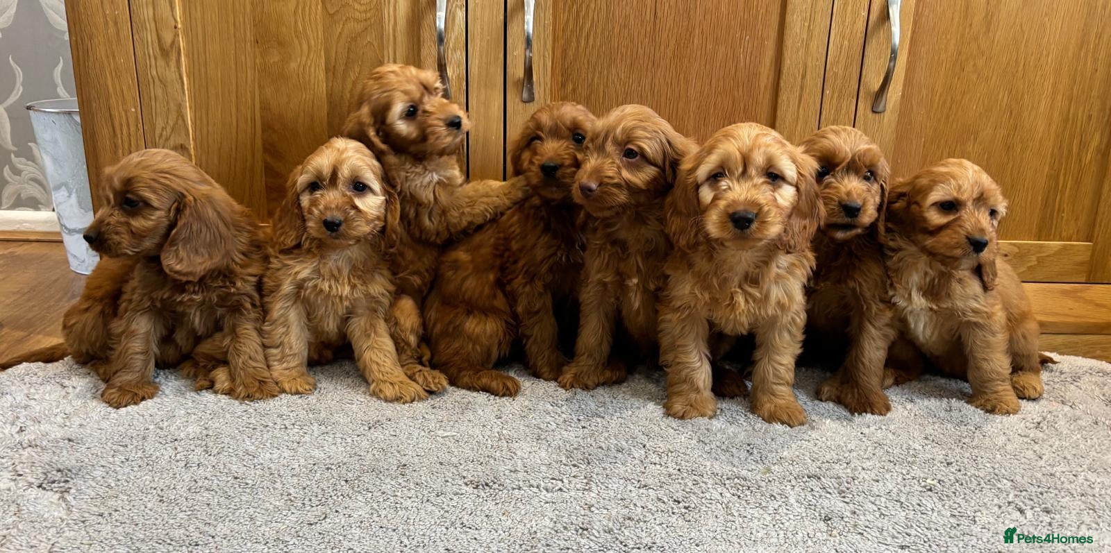 Cockapoo dogs Cockapoo Puppies Ready Now - Advert 14