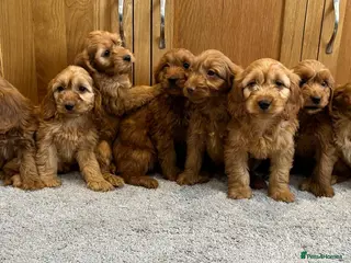 Cockapoo dogs Cockapoo Puppies Ready Now - Advert 4