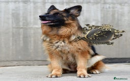 German Shepherd dogs for sale: TWO ADULT LONGHAIRED GSD FEMALES  - Image 5