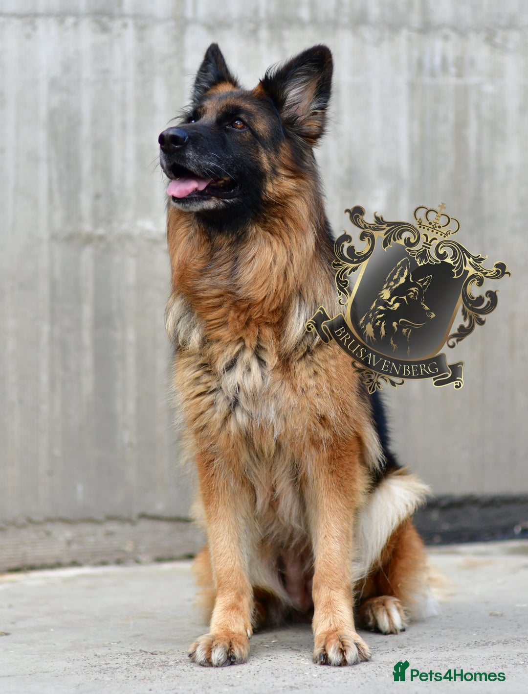 German Shepherd dogs for sale: TWO ADULT LONGHAIRED GSD FEMALES  - Image 5