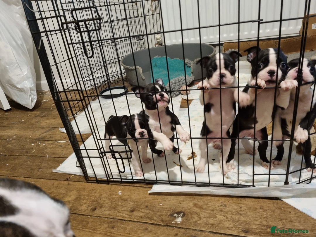 Boston Terrier dogs for sale: Boston Terrier Puppies  - Advert 4