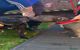 Staffordshire Bull Terrier dogs for stud: STORM FOR STUD in Newton Aycliffe - Image 34